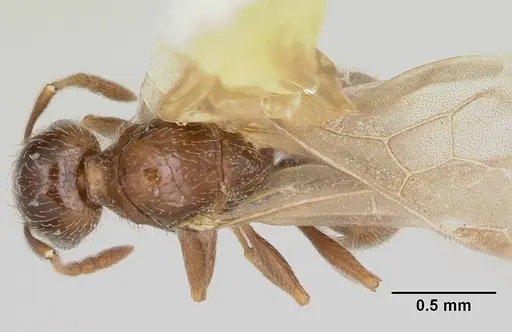 Pheidole elecebra specimen