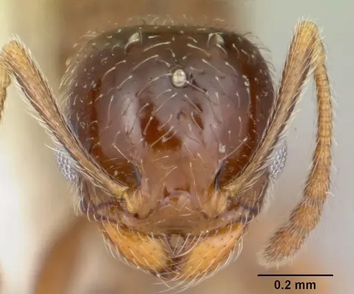 Pheidole elecebra specimen