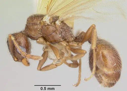 Pheidole elecebra specimen