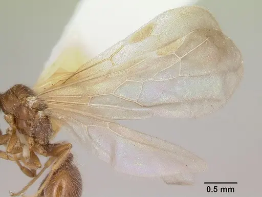 Pheidole elecebra - CASENT0103151