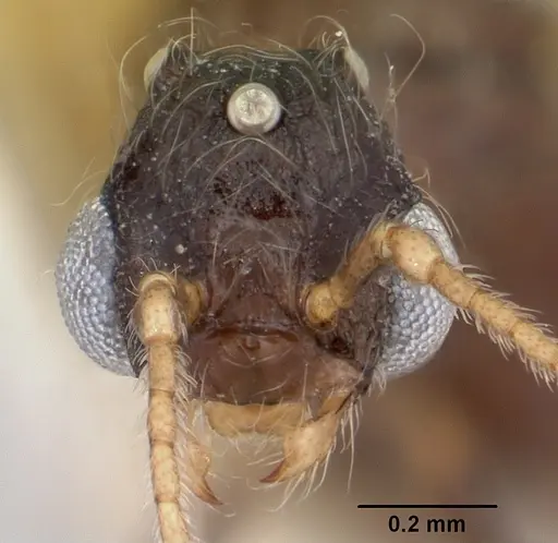 Pheidole elecebra - CASENT0104988