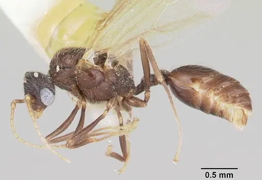 Pheidole elecebra - CASENT0104988