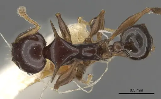 Pheidole elegans specimen