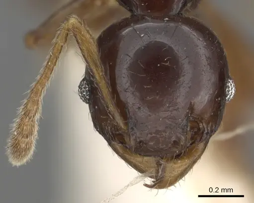 Pheidole elegans specimen