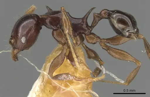 Pheidole elegans specimen