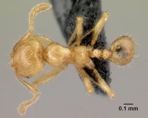 Pheidole elisae specimen