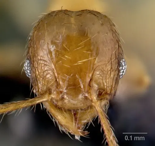 Pheidole elisae specimen