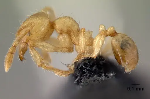 Pheidole elisae specimen