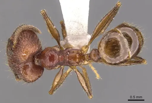 Pheidole elongicephala specimen