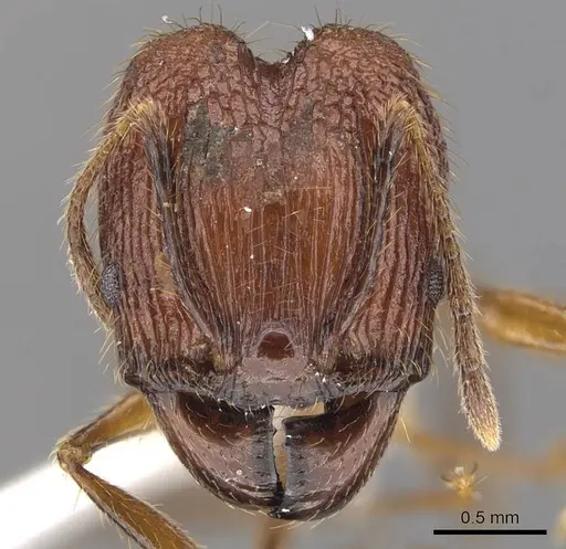 Pheidole elongicephala specimen