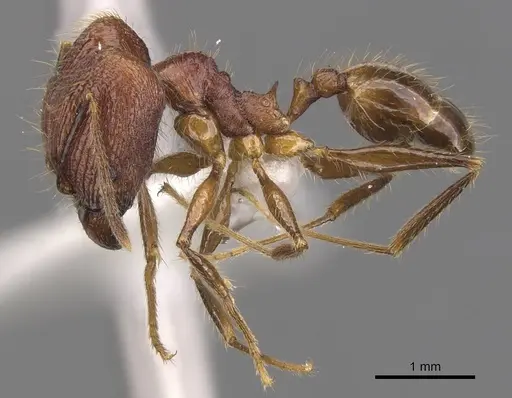 Pheidole elongicephala specimen