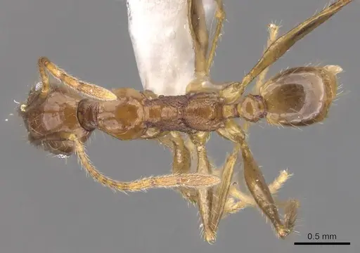 Pheidole elongicephala - CASENT0905868