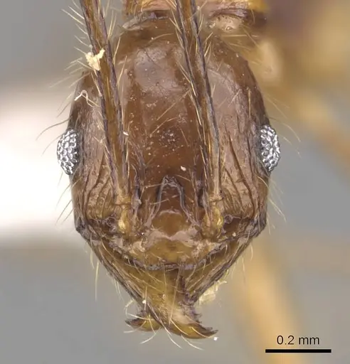 Pheidole elongicephala - CASENT0905868