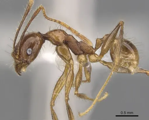 Pheidole elongicephala - CASENT0905868