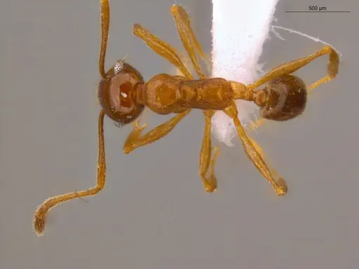 Pheidole embolopyx specimen