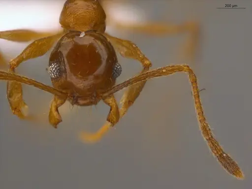 Pheidole embolopyx specimen