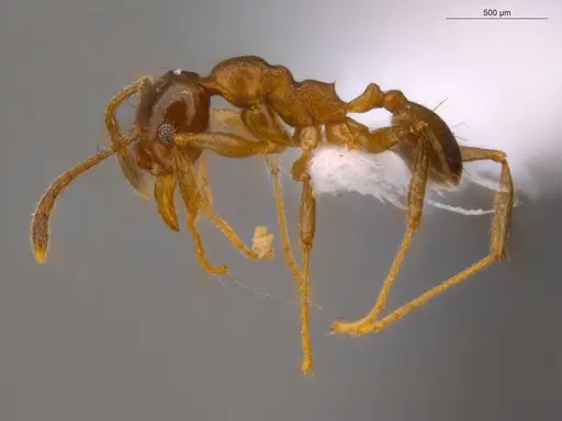 Pheidole embolopyx specimen