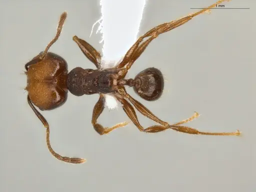 Pheidole embolopyx - ECOFOG-MI15-0379-21-S