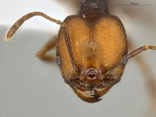 Pheidole embolopyx - ECOFOG-MI15-0379-21-S