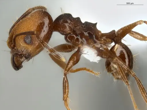 Pheidole embolopyx - ECOFOG-MI15-0379-21-S