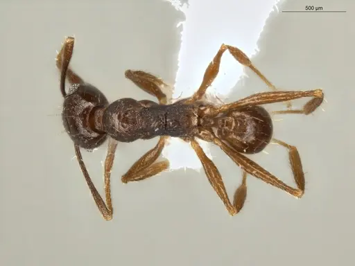 Pheidole embolopyx - ECOFOG-MI15-0379-21