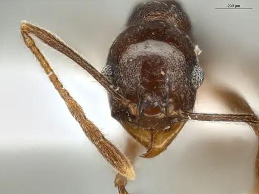 Pheidole embolopyx - ECOFOG-MI15-0379-21
