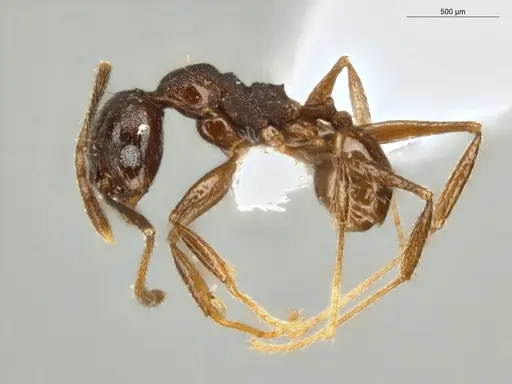 Pheidole embolopyx - ECOFOG-MI15-0379-21