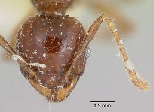 Pheidole ensifera specimen