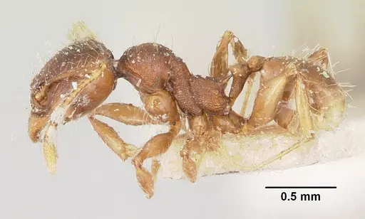 Pheidole ensifera specimen