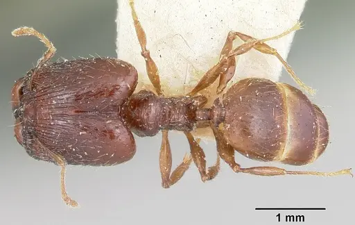 Pheidole ensifera - CASENT0101780