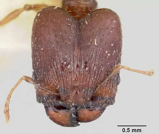 Pheidole ensifera - CASENT0101780