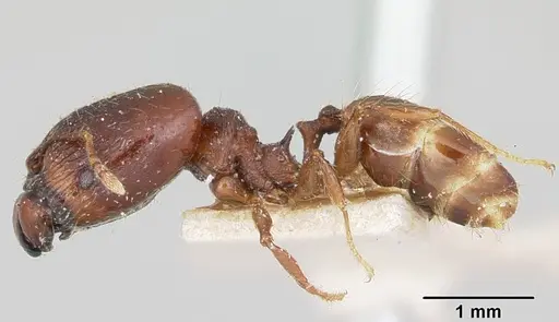 Pheidole ensifera - CASENT0101780