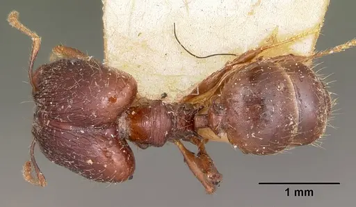 Pheidole ensifera - CASENT0104600