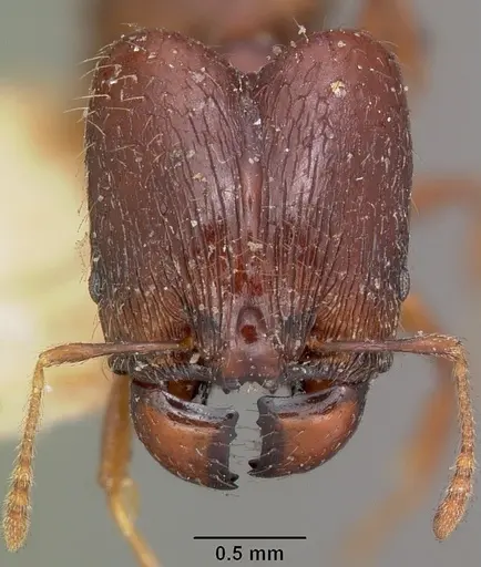 Pheidole ensifera - CASENT0104600