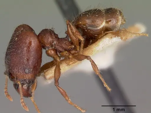 Pheidole ensifera - CASENT0104600