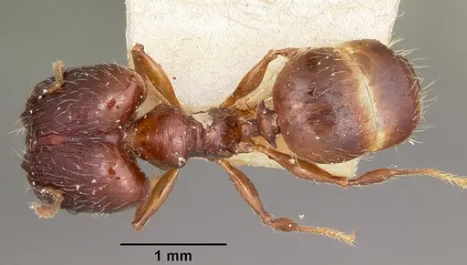 Pheidole ensifera - CASENT0104601