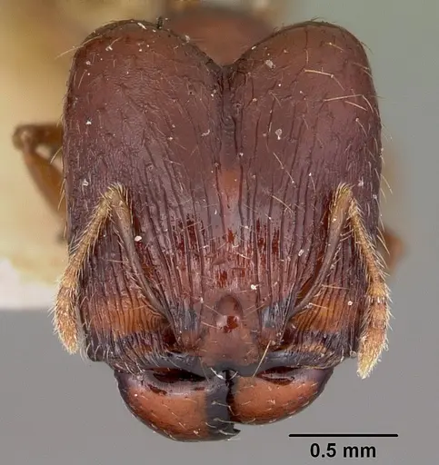 Pheidole ensifera - CASENT0104601