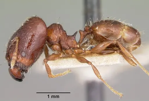 Pheidole ensifera - CASENT0104601