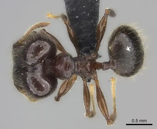 Pheidole ensifera - CASENT0140640