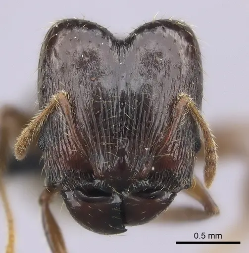 Pheidole ensifera - CASENT0140640
