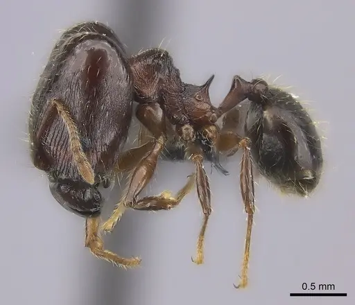 Pheidole ensifera - CASENT0140640
