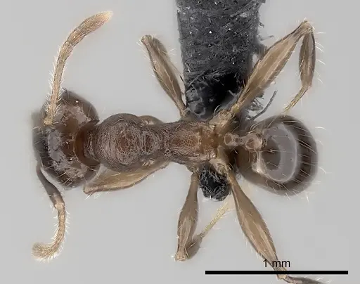 Pheidole ensifera - CASENT0140667