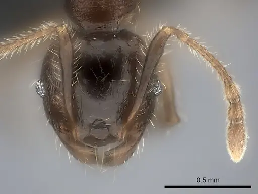 Pheidole ensifera - CASENT0140667