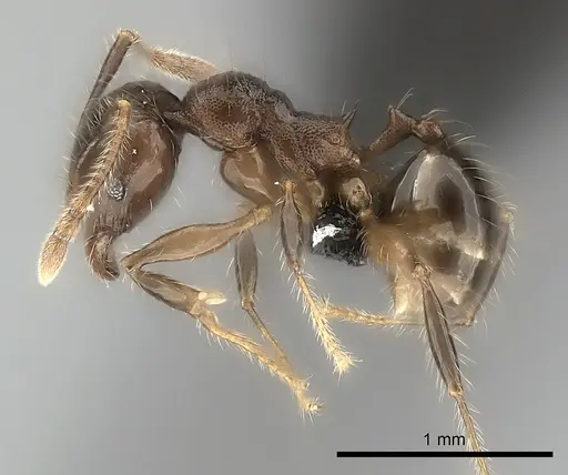 Pheidole ensifera - CASENT0140667