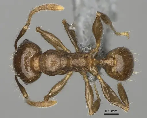 Pheidole ensifera - CASENT0298364