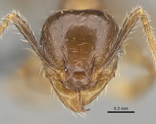 Pheidole ensifera - CASENT0298364