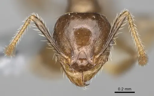 Pheidole ensifera - CASENT0298364