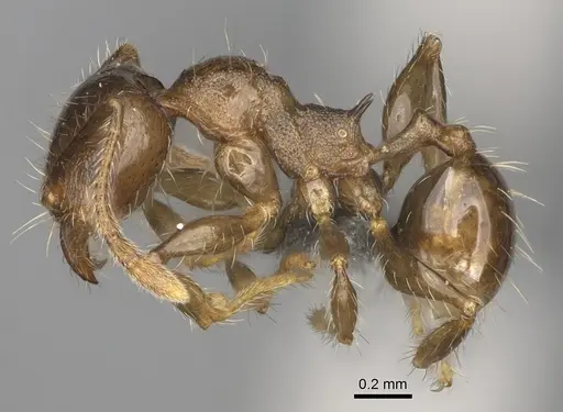 Pheidole ensifera - CASENT0298364