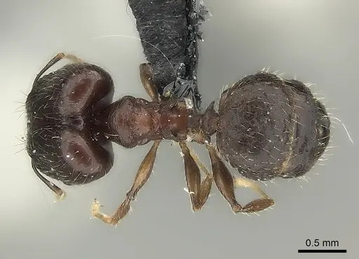 Pheidole ensifera - CASENT0427835