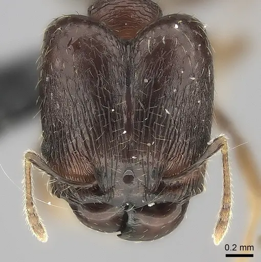 Pheidole ensifera - CASENT0427835